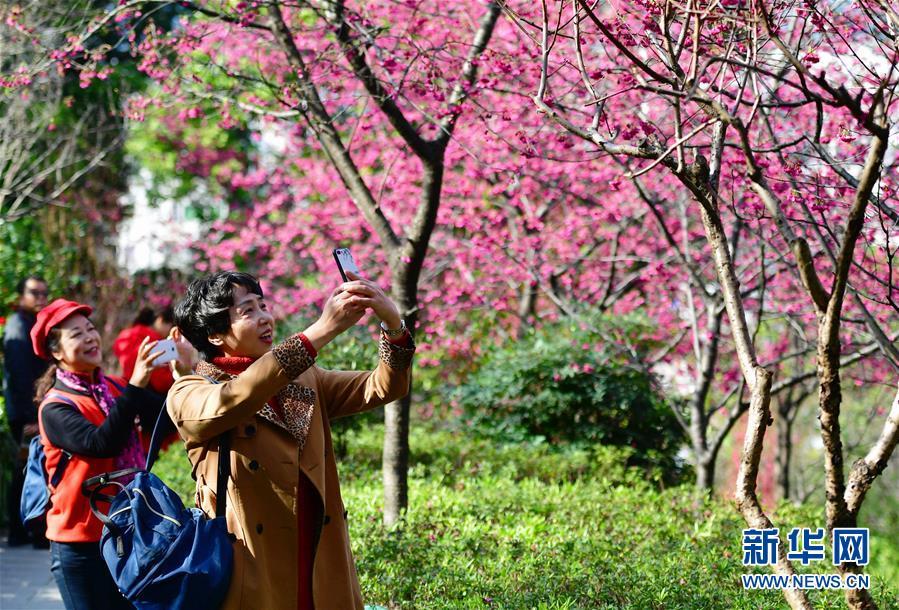 中国年里的花开春来