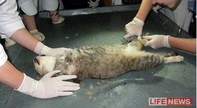 因虐猫被判40年监禁