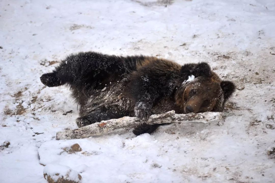 西藏棕熊被拍到雪地撒欢奔跑